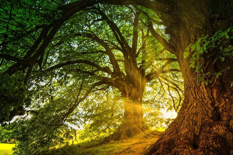 Magical Woodland Exchange